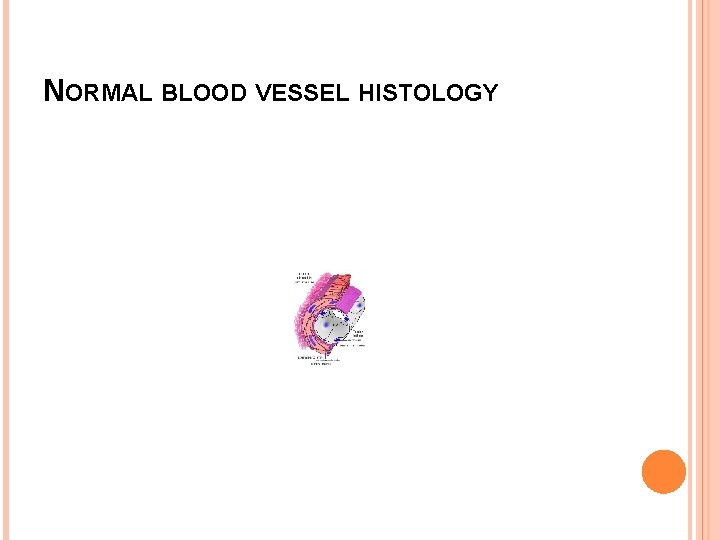 NORMAL BLOOD VESSEL HISTOLOGY 