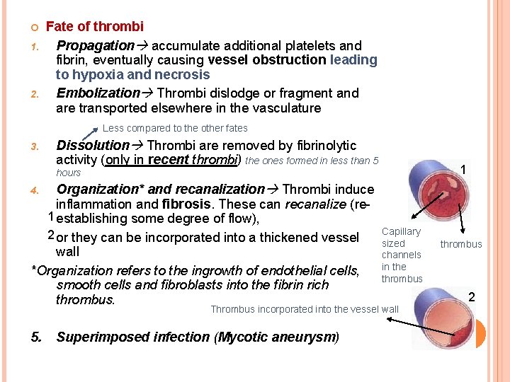  1. 2. Fate of thrombi Propagation accumulate additional platelets and fibrin, eventually causing