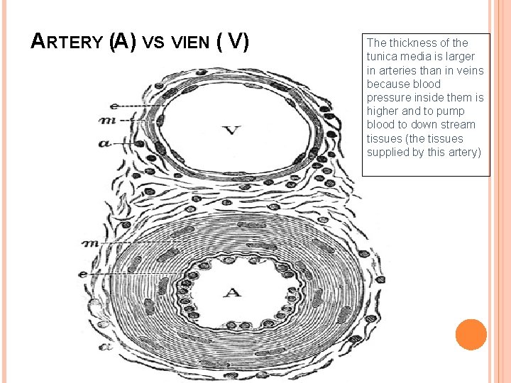 ARTERY (A) VS VIEN ( V) The thickness of the tunica media is larger