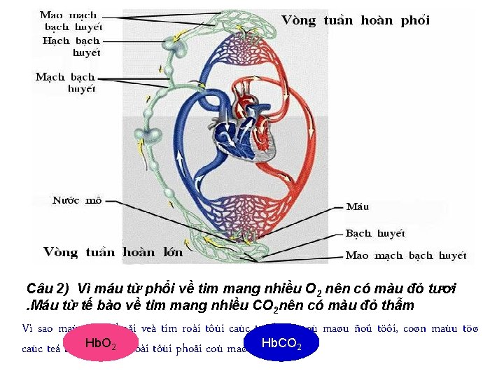 Câu 2) Vì máu từ phổi về tim mang nhiều O 2 nên có