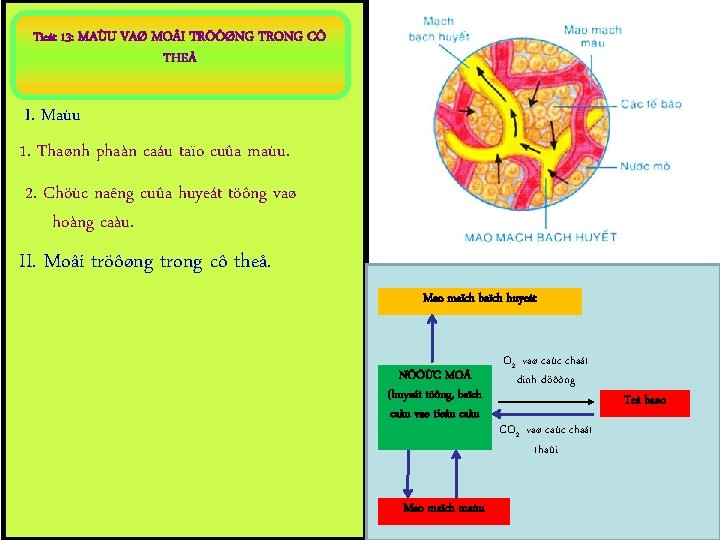 Tieát 13: MAÙU VAØ MO I TRÖÔØNG TRONG CÔ THEÅ I. Maùu 1. Thaønh