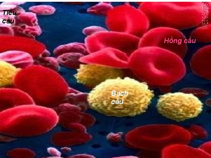 Tiểu cầu Hồng cầu Bạch cầu 