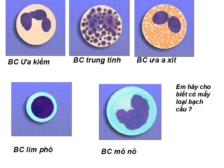 BC Ưa kiềm BC trung tính BC ưa a xít Em hãy cho biết