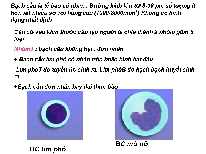 Bạch cầu là tế bào có nhân : Đường kính lớn từ 8 -18