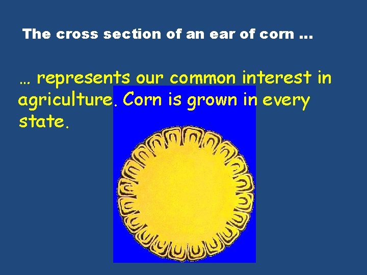 The cross section of an ear of corn … … represents our common interest