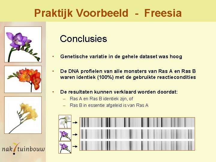 Praktijk Voorbeeld - Freesia Conclusies • Genetische variatie in de gehele dataset was hoog