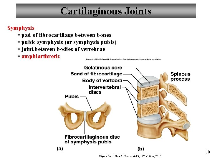 Cartilaginous Joints Symphysis • pad of fibrocartilage between bones • pubic symphysis (or symphysis