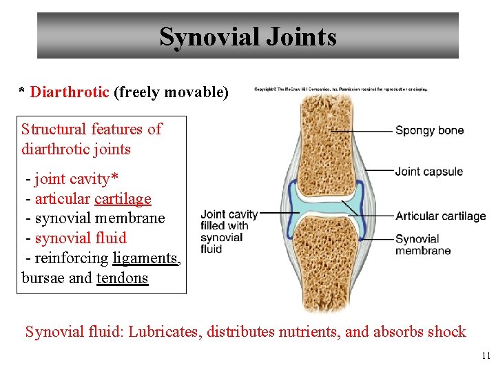 Synovial Joints * Diarthrotic (freely movable) Structural features of diarthrotic joints - joint cavity*
