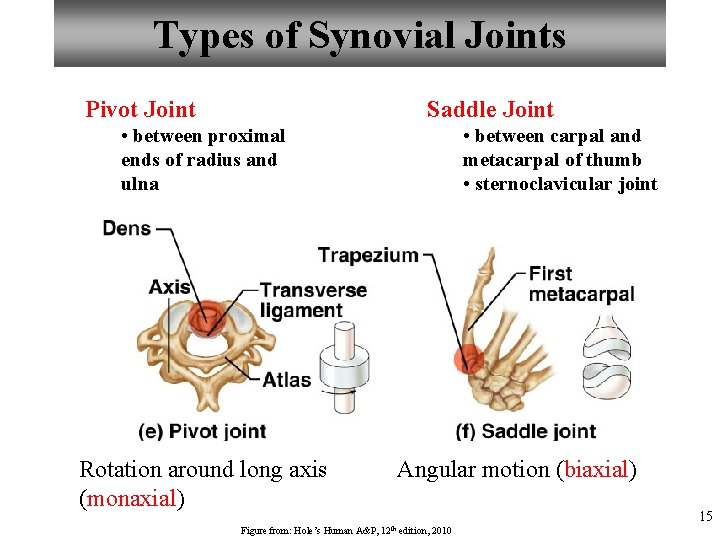 Types of Synovial Joints Pivot Joint Saddle Joint • between proximal ends of radius