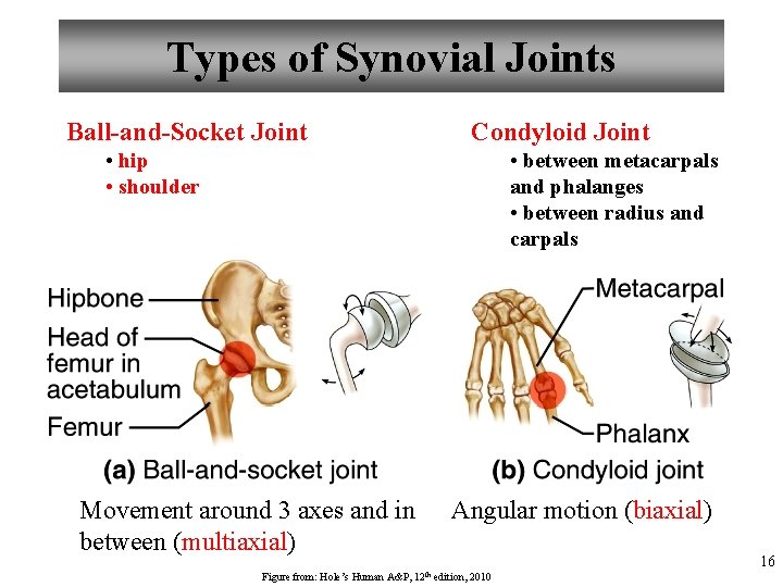 Types of Synovial Joints Ball-and-Socket Joint Condyloid Joint • hip • shoulder • between