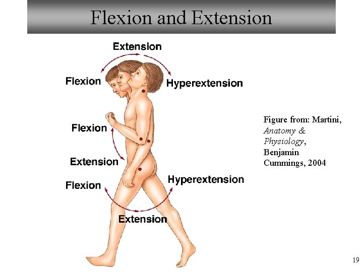 Flexion and Extension Figure from: Martini, Anatomy & Physiology, Benjamin Cummings, 2004 19 