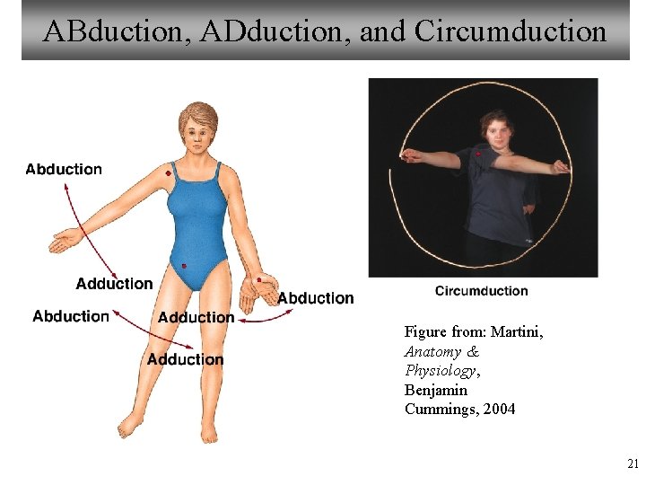 ABduction, ADduction, and Circumduction Figure from: Martini, Anatomy & Physiology, Benjamin Cummings, 2004 21