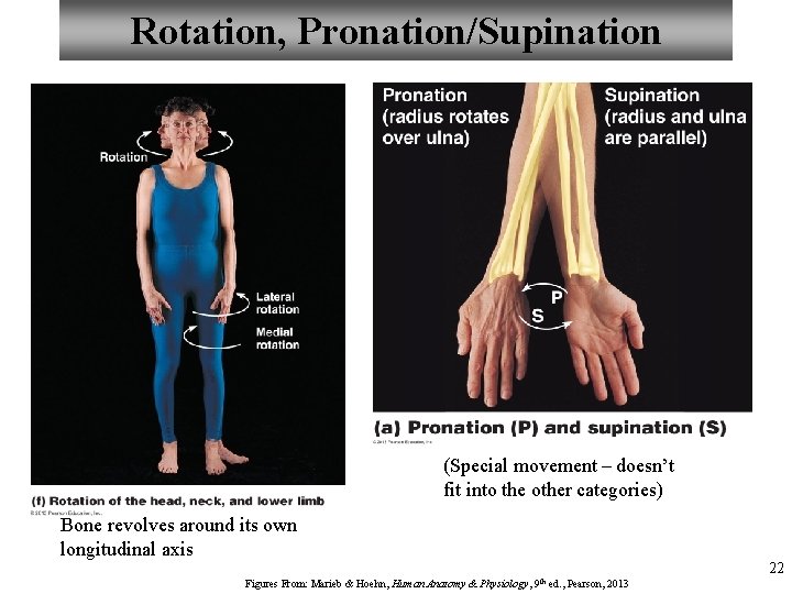 Rotation, Pronation/Supination (Special movement – doesn’t fit into the other categories) Bone revolves around