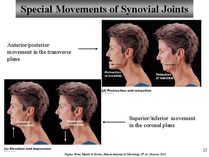 Special Movements of Synovial Joints Anterior/posterior movement in the transverse plane Superior/inferior movement in
