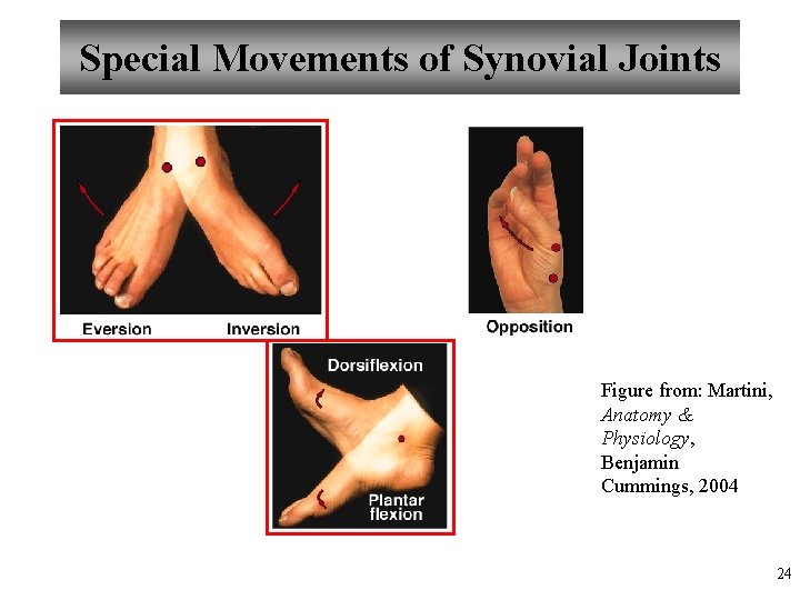 Special Movements of Synovial Joints Figure from: Martini, Anatomy & Physiology, Benjamin Cummings, 2004