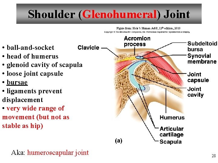 Shoulder (Glenohumeral) Joint Figure from: Hole’s Human A&P, 12 th edition, 2010 • ball-and-socket