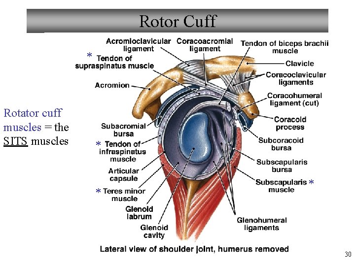 Rotor Cuff * Rotator cuff muscles = the SITS muscles * * * 30