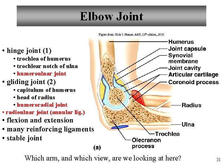 Elbow Joint Figure from: Hole’s Human A&P, 12 th edition, 2010 • hinge joint