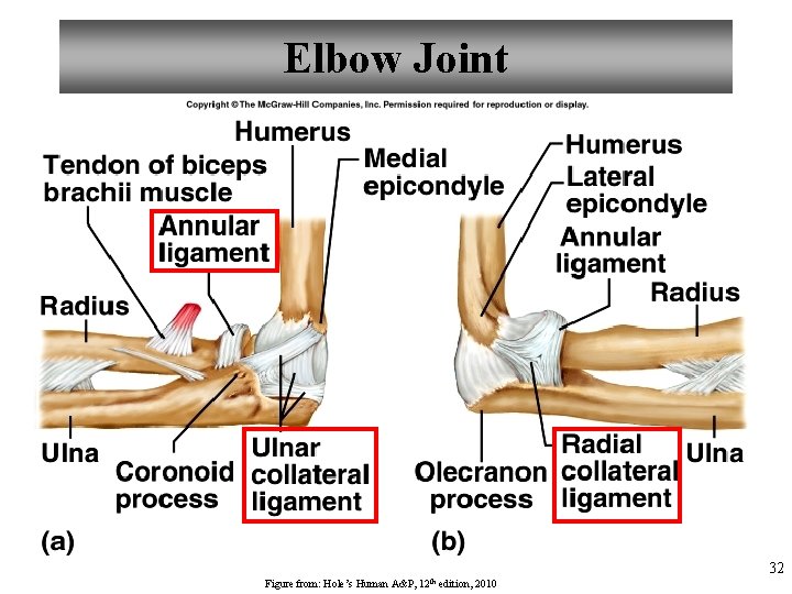 Elbow Joint 32 Figure from: Hole’s Human A&P, 12 th edition, 2010 