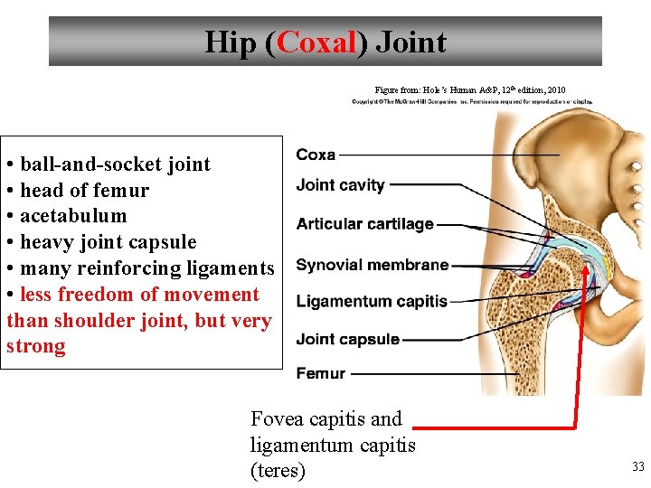 Hip (Coxal) Joint Figure from: Hole’s Human A&P, 12 th edition, 2010 • ball-and-socket
