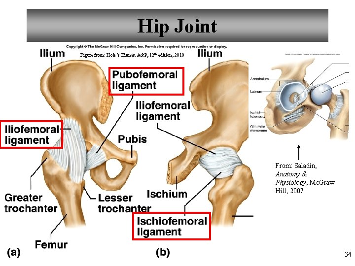 Hip Joint Figure from: Hole’s Human A&P, 12 th edition, 2010 From: Saladin, Anatomy