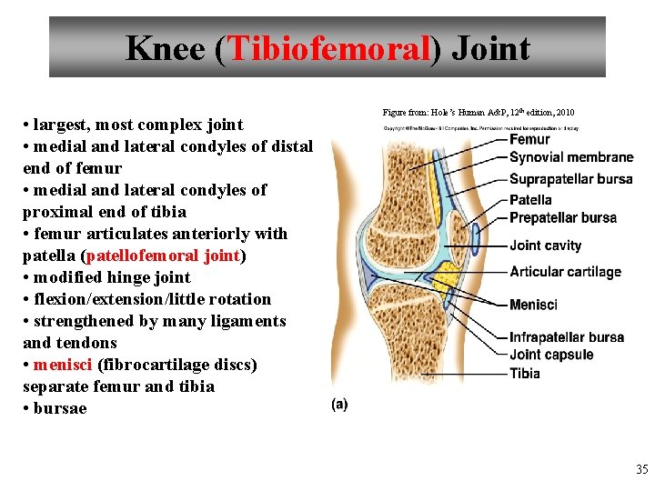 Knee (Tibiofemoral) Joint • largest, most complex joint • medial and lateral condyles of