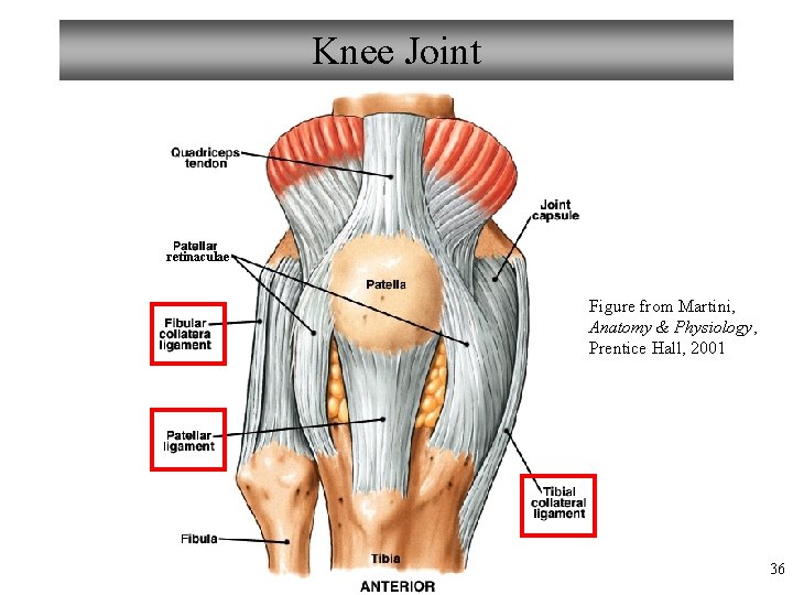 Knee Joint retinaculae Figure from Martini, Anatomy & Physiology, Prentice Hall, 2001 36 
