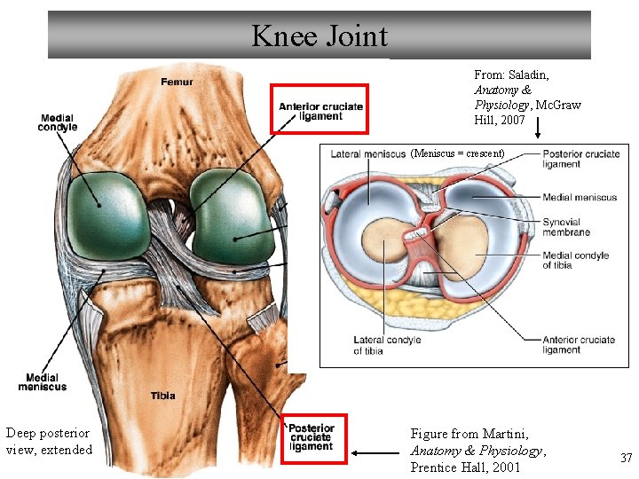 Knee Joint From: Saladin, Anatomy & Physiology, Mc. Graw Hill, 2007 (Meniscus = crescent)