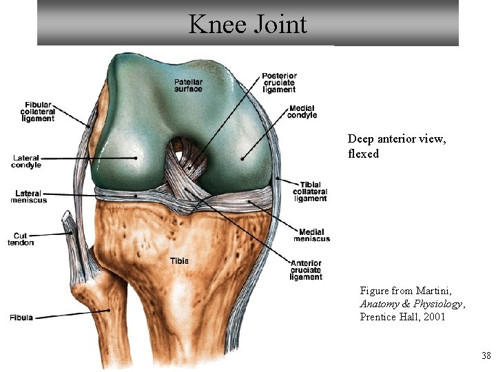 Knee Joint Deep anterior view, flexed Figure from Martini, Anatomy & Physiology, Prentice Hall,