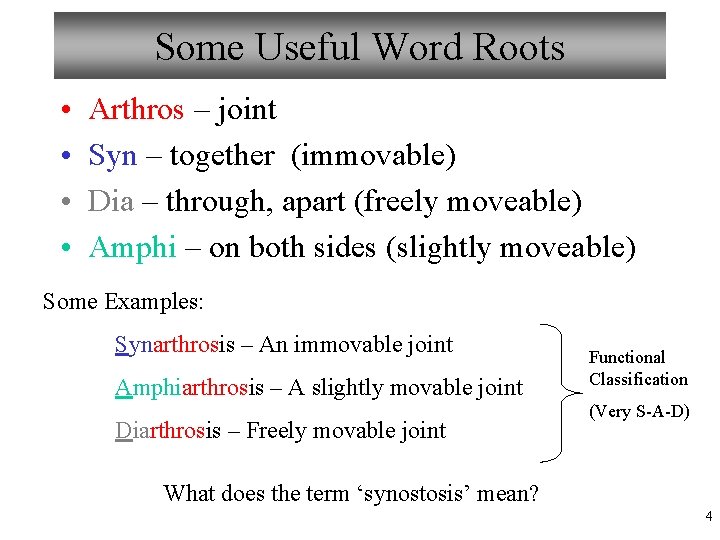 Some Useful Word Roots • • Arthros – joint Syn – together (immovable) Dia