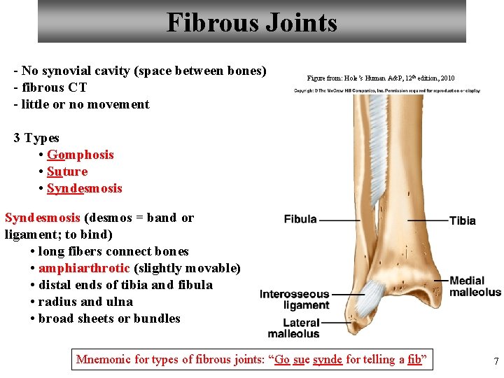 Fibrous Joints - No synovial cavity (space between bones) - fibrous CT - little