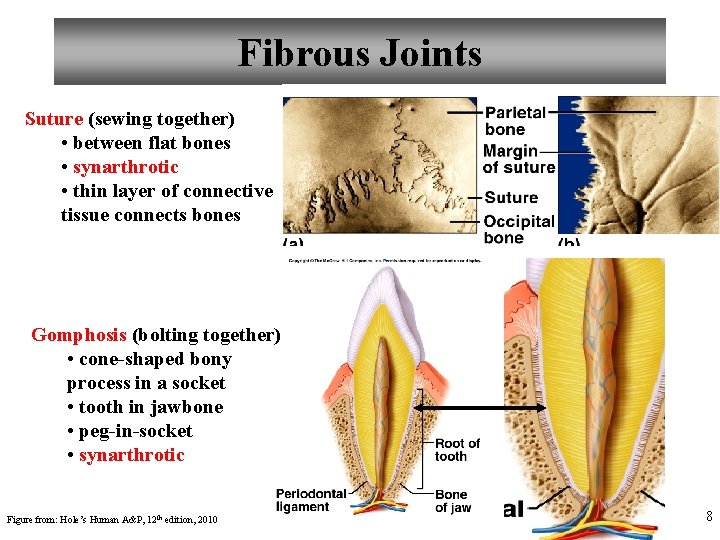 Fibrous Joints Suture (sewing together) • between flat bones • synarthrotic • thin layer