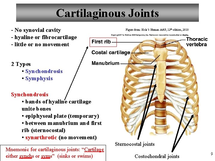 Cartilaginous Joints - No synovial cavity - hyaline or fibrocartilage - little or no