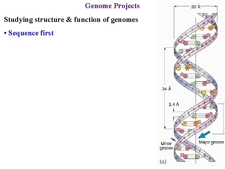 Genome Projects Studying structure & function of genomes • Sequence first 