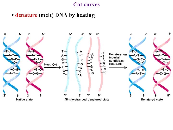 Cot curves • denature (melt) DNA by heating 