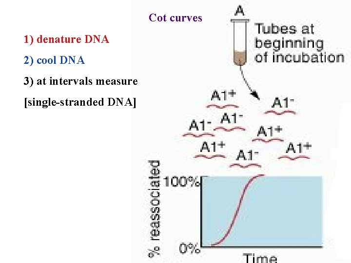 Cot curves 1) denature DNA 2) cool DNA 3) at intervals measure [single-stranded DNA]