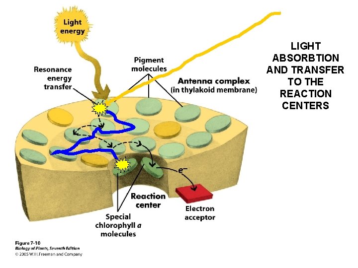 LIGHT ABSORBTION AND TRANSFER TO THE REACTION CENTERS 
