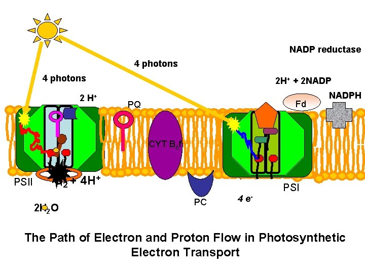NADP reductase 4 photons 2 H+ 2 H+ + 2 NADP Fd PQ NADPH