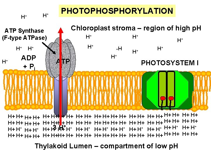 PHOTOPHOSPHORYLATION Chloroplast stroma – region of high p. H ATP Synthase (F-type ATPase) H+