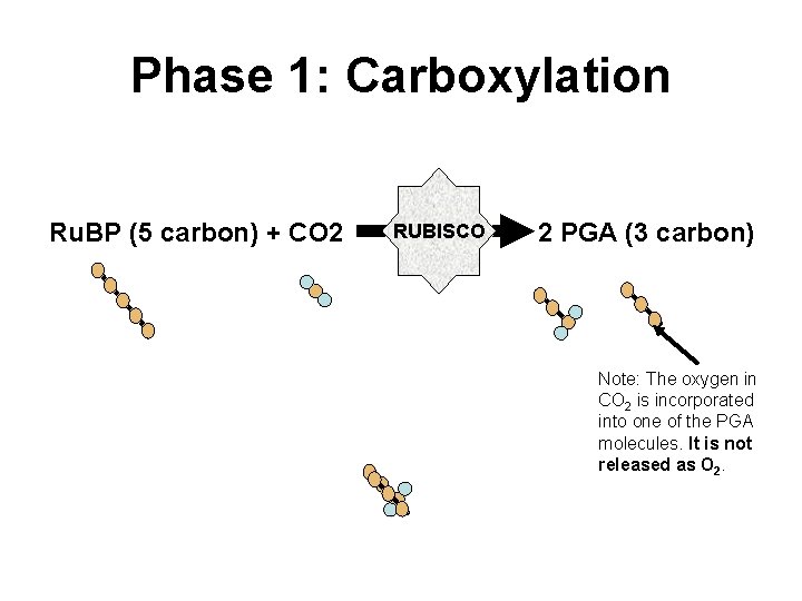 Phase 1: Carboxylation Ru. BP (5 carbon) + CO 2 RUBISCO 2 PGA (3