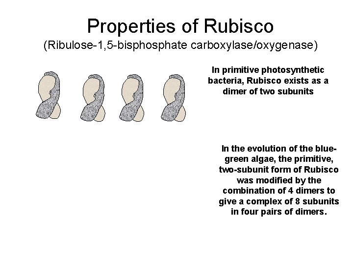 Properties of Rubisco (Ribulose-1, 5 -bisphosphate carboxylase/oxygenase) In primitive photosynthetic bacteria, Rubisco exists as