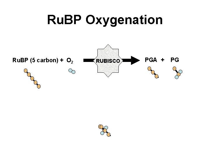 Ru. BP Oxygenation Ru. BP (5 carbon) + O 2 RUBISCO PGA + PG