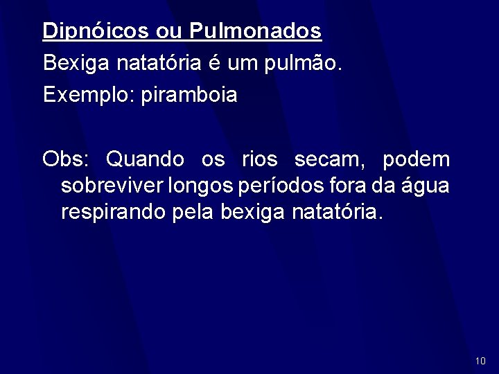 Dipnóicos ou Pulmonados Bexiga natatória é um pulmão. Exemplo: piramboia Obs: Quando os rios