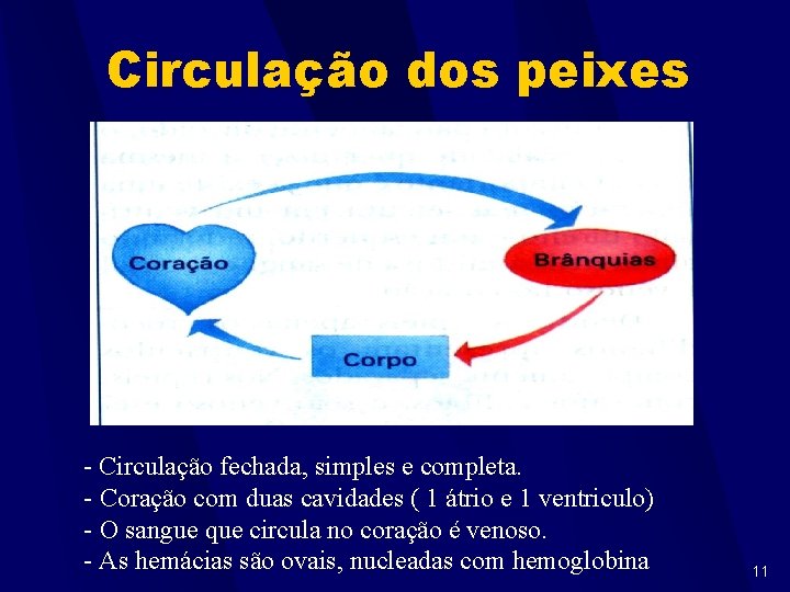 Circulação dos peixes - Circulação fechada, simples e completa. - Coração com duas cavidades