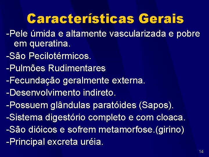 Características Gerais -Pele úmida e altamente vascularizada e pobre em queratina. -São Pecilotérmicos. -Pulmões