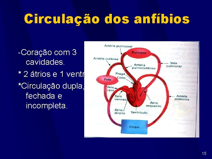 Circulação dos anfíbios -Coração com 3 cavidades. * 2 átrios e 1 ventrículo. *Circulação