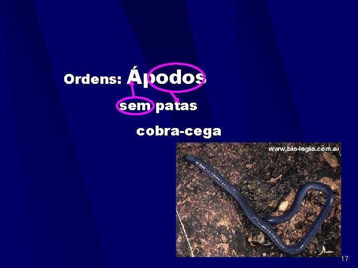 Ordens: Ápodos sem patas cobra-cega 17 