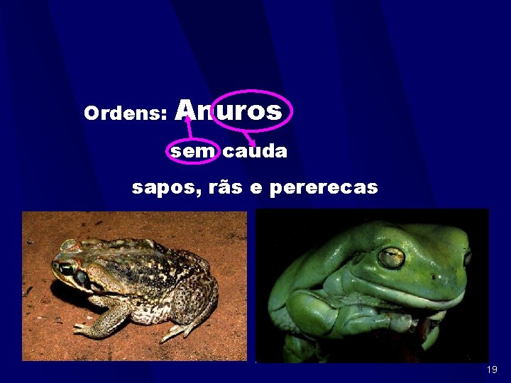 Ordens: Anuros sem cauda sapos, rãs e pererecas 19 