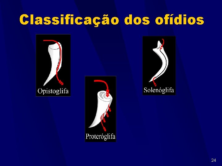 Classificação dos ofídios 24 