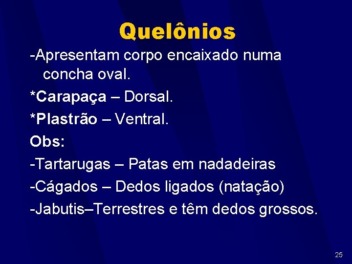 Quelônios -Apresentam corpo encaixado numa concha oval. *Carapaça – Dorsal. *Plastrão – Ventral. Obs: